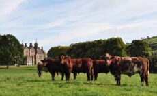 Du boeuf Hannan à Glenarm - http://www.hannanmeats.com