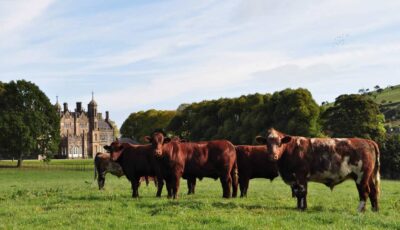Du boeuf Hannan à Glenarm - http://www.hannanmeats.com
