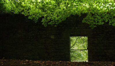 Jenkinstown Wood - David Bergin - cc