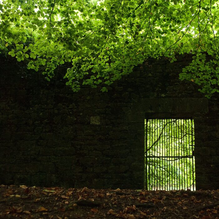 Jenkinstown Wood - David Bergin - cc