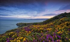 De Dublin: excursion d'une demi-journée en bus sur la côte de Howth avec guide