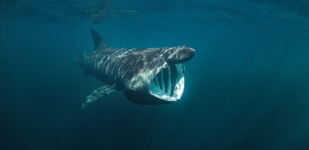 Un requin pèlerin - © prochym 