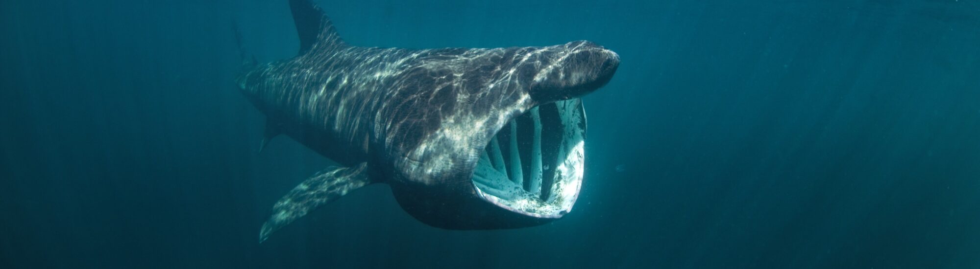 Un requin pèlerin - © prochym 
