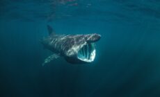 Un requin pèlerin - © prochym