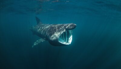 Un requin pèlerin - © prochym