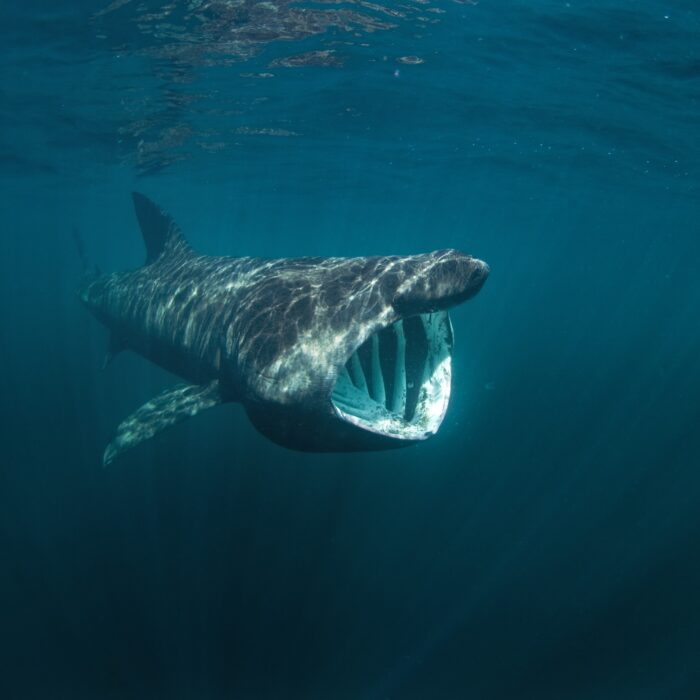 Un requin pèlerin - © prochym