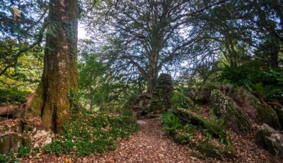 Witch's Yew - © Leonardo