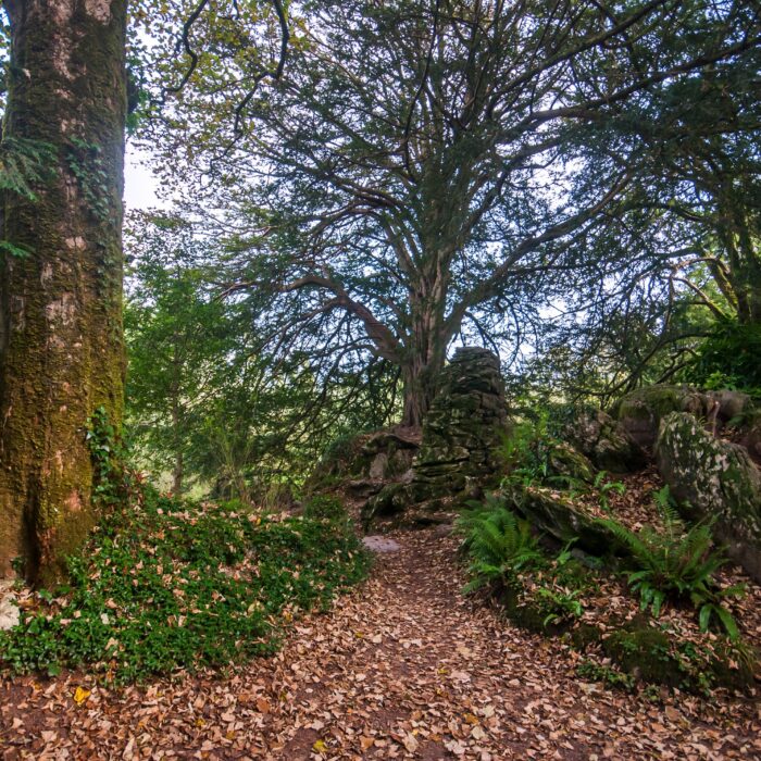 Witch's Yew - © Leonardo