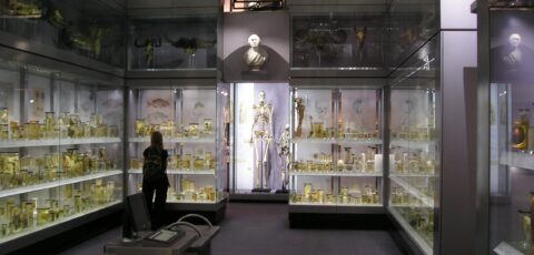 Charles Byrne - StoneColdCrazy - Wikimedia