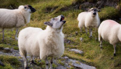 Des moutons chantant en chœur en Irlande