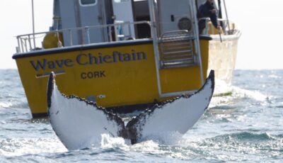 Comté de Cork : Excursion en bateau pour observer les baleines et les dauphins