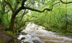 Glengarriff Woods Nature Reserve - © Uwalthie Pic Project