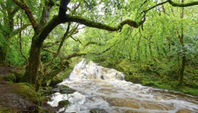 Glengarriff Woods Nature Reserve - © Uwalthie Pic Project