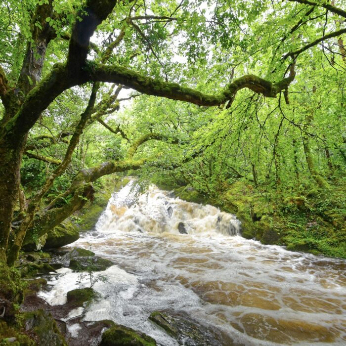Glengarriff Woods Nature Reserve - © Uwalthie Pic Project
