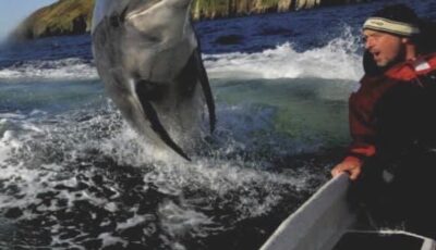 Fungie the dolphin, liked to do antics in Dingle Bay