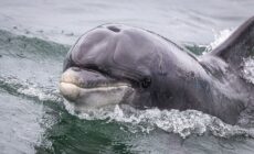 Fungie le dauphin de Dingle - Superbass - cc
