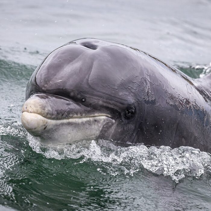 Fungie le dauphin de Dingle - Superbass - cc