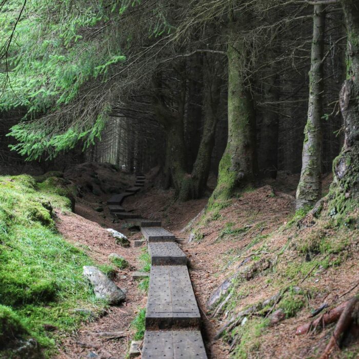 Ballinastoe Woods - ©Chaosheng Zhang