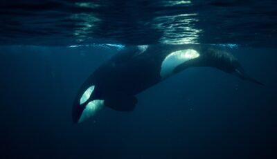 Un orque - © Stanislav