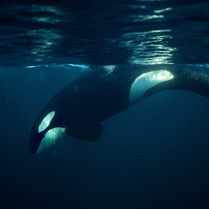 Un orque - © Stanislav