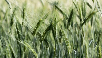 Lughnasa célèbre le début des récoltes - © wolfness72