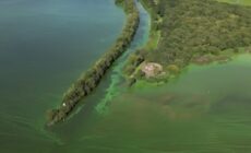Le Lough Neagh, contaminé à l'algue bleue