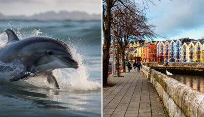 Des dauphins ont été aperçus nageant dans la rivière Lee à Cork
