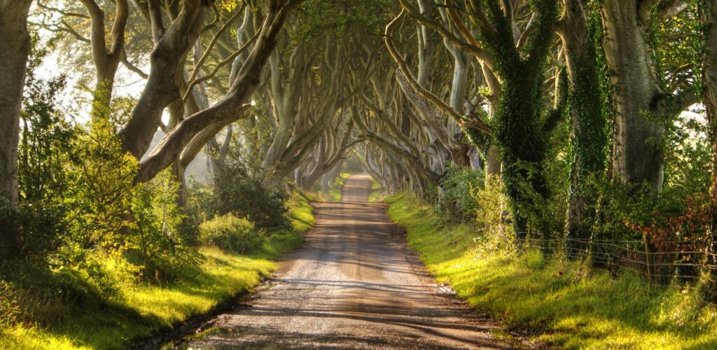 Dark Hedges en Irlande du Nord - © Christopher Tait 