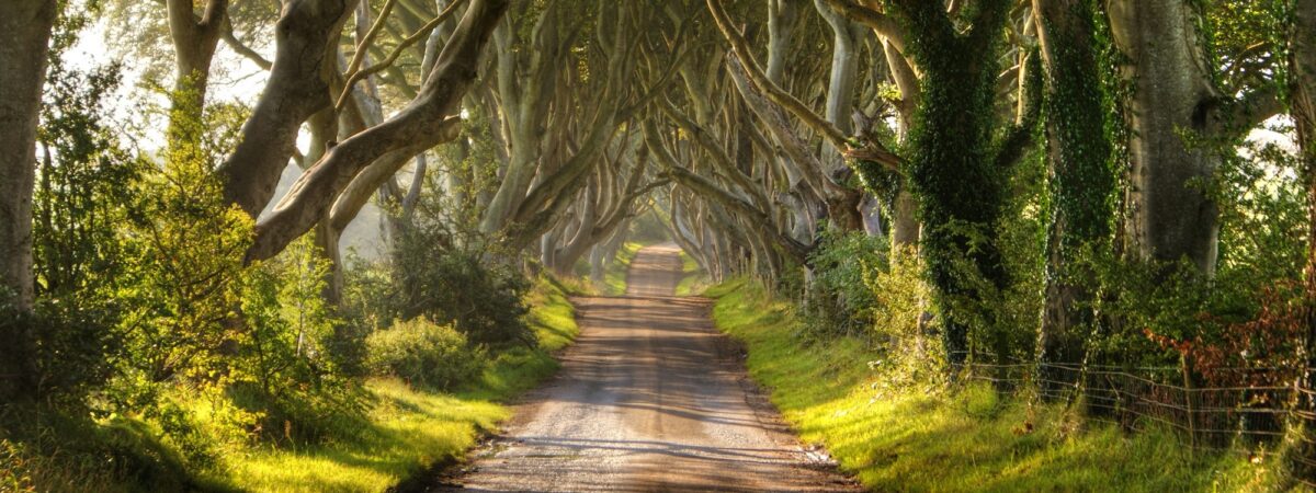 Dark Hedges en Irlande du Nord - © Christopher Tait 