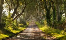 Dark Hedges en Irlande du Nord - © Christopher Tait