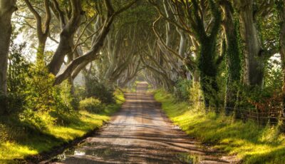 Dark Hedges en Irlande du Nord - © Christopher Tait