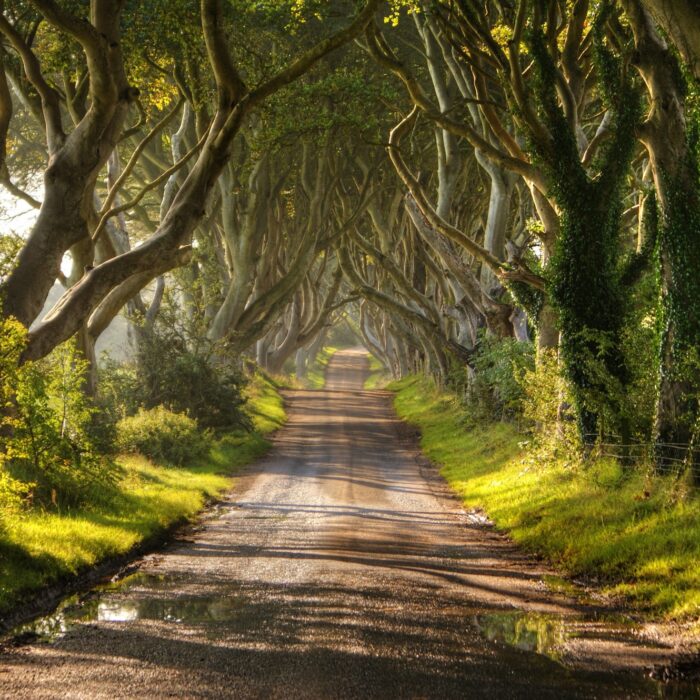 Dark Hedges en Irlande du Nord - © Christopher Tait