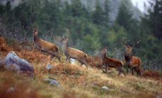 Le cerf élaphe en Irlande - © Valerie O'Sullivan, Tourism Ireland