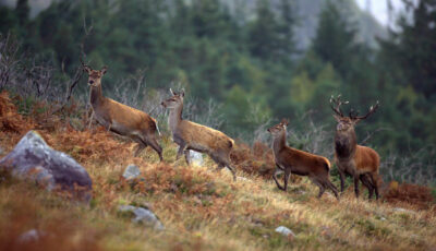 Le cerf élaphe en Irlande - © Valerie O'Sullivan, Tourism Ireland
