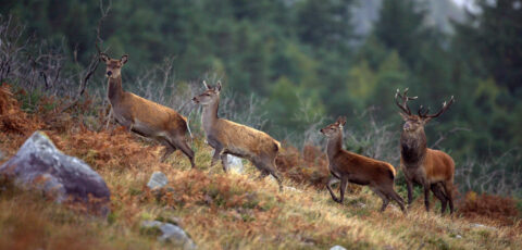 Le cerf élaphe en Irlande - © Valerie O'Sullivan, Tourism Ireland