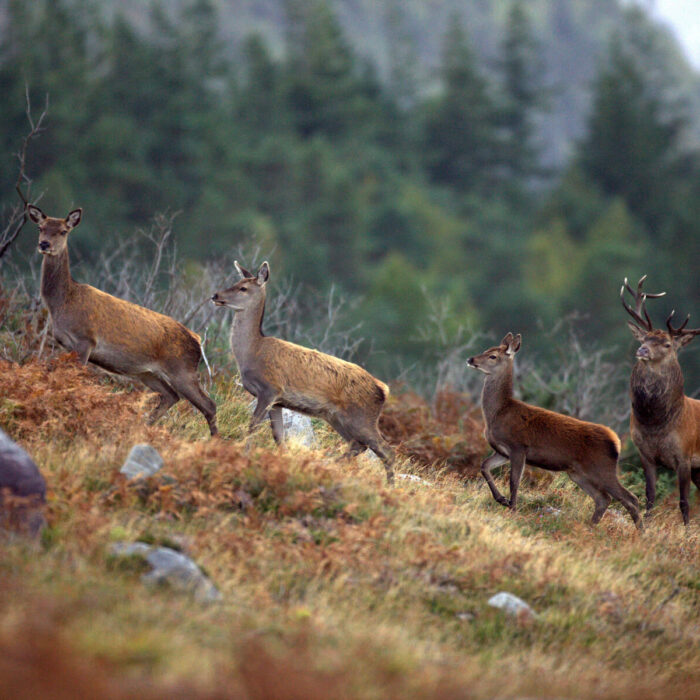 Le cerf élaphe en Irlande - © Valerie O'Sullivan, Tourism Ireland