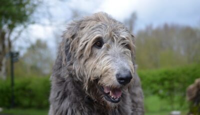 Un Irish wolfhound ou lévrier irlandais - © dejavudesigns