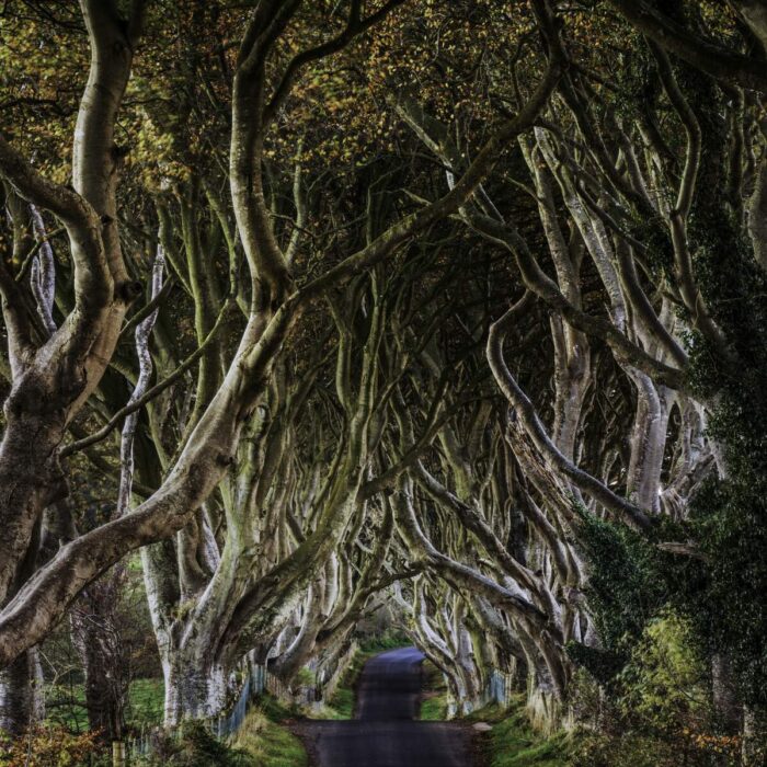 Dark Hedges - © John Miskelly Photography