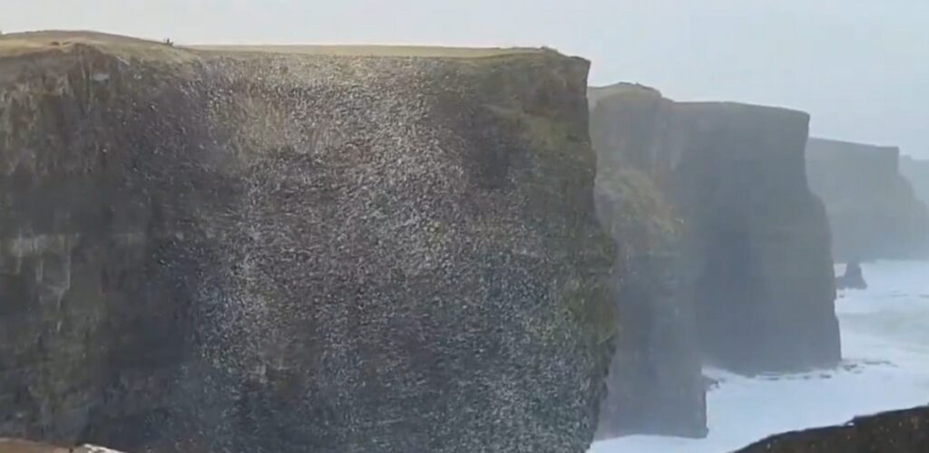 Une boule d'écume et de neige géante flottait sur les Falaises de Moher - @cormac_mcginley (X / Twitter)
