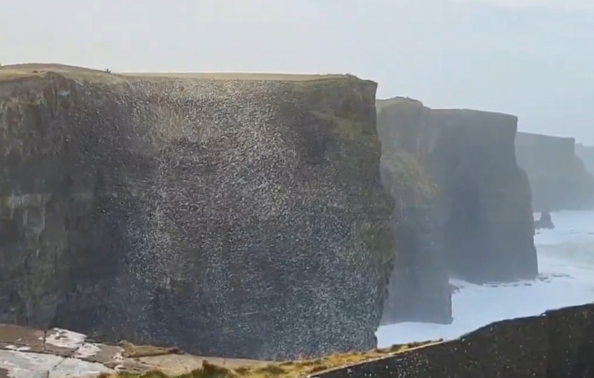 Une boule d'écume et de neige géante flottait sur les Falaises de Moher - @cormac_mcginley (X / Twitter)