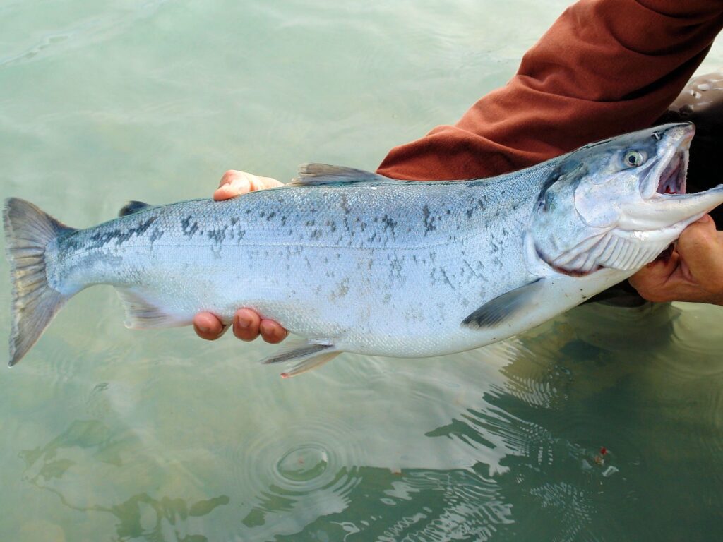 peche saumon