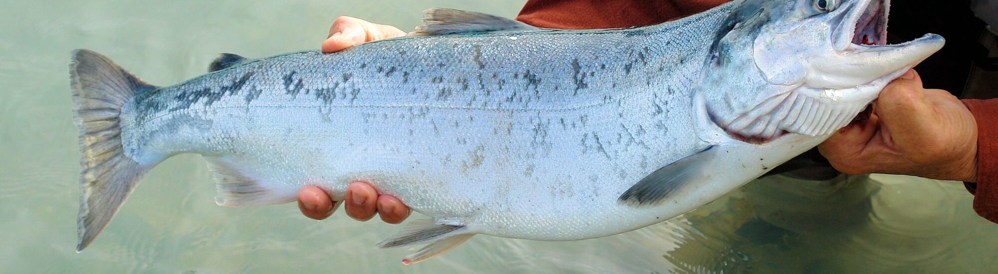 Pêche au saumon à Ballina - © BarbaraJackson - Pixabay