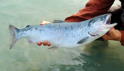 Pêche au saumon à Ballina - © BarbaraJackson - Pixabay