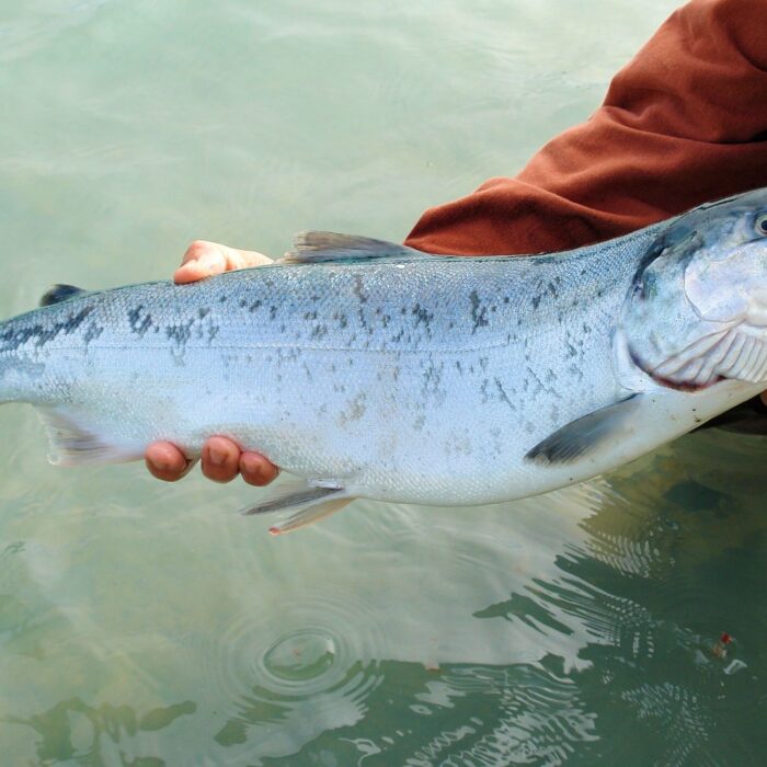 Pêche au saumon à Ballina - © BarbaraJackson - Pixabay