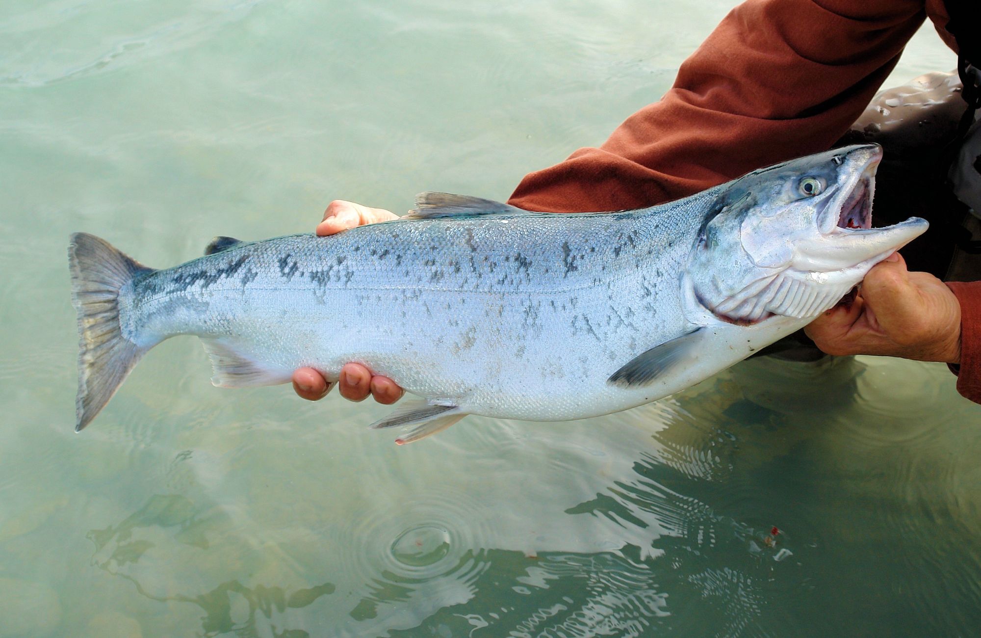 Le Ballina salmon festival