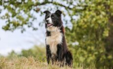 Travel to Ireland with your dog! - schauhi - Pixabay