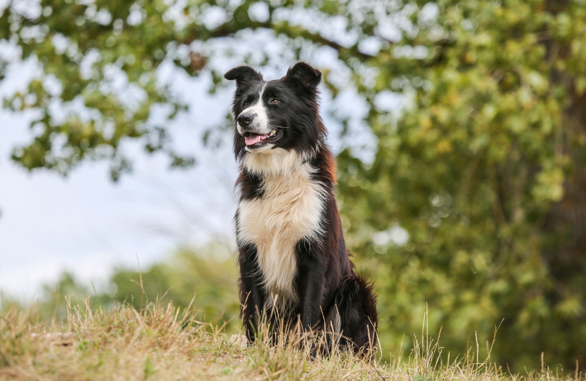 Travel to Ireland with your dog! - schauhi - Pixabay