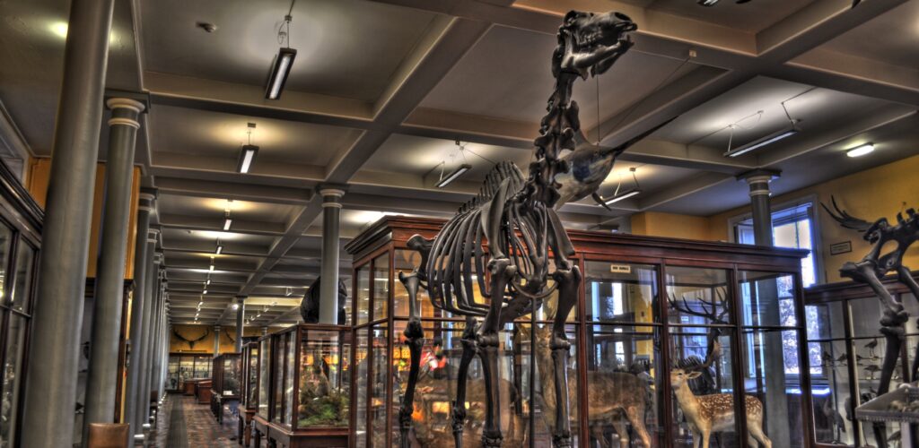 Le Natural History Museum of Dublin - Miguel Mendez - cc