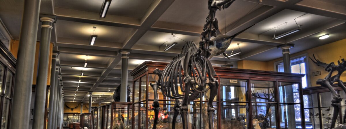 Dublin – Son musée d&rsquo;histoire naturelle va fermer ses portes d&rsquo;ici septembre, pour restauration