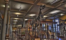 Le Natural History Museum of Dublin - Miguel Mendez - cc